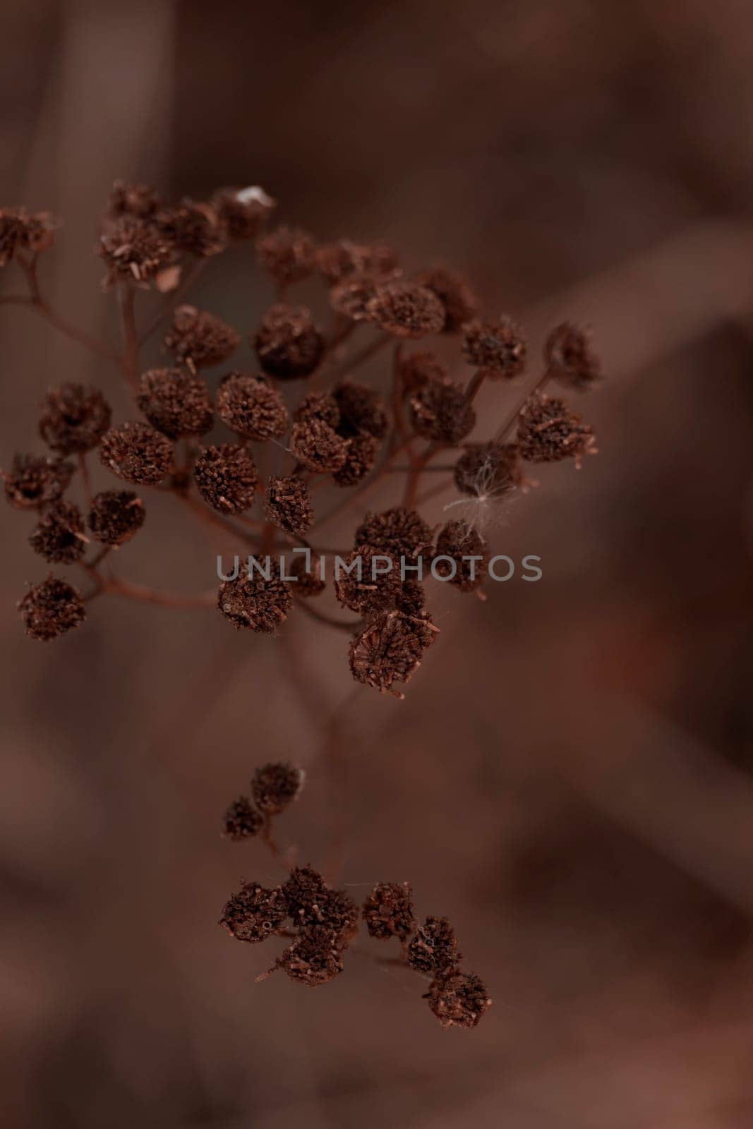 The raw textures of Finnish nature in fall - a rich autumn palette of earthy tones: ochre, brown, and muted yellow. The beauty of the Nordic forest wilderness as a serene seasonal background