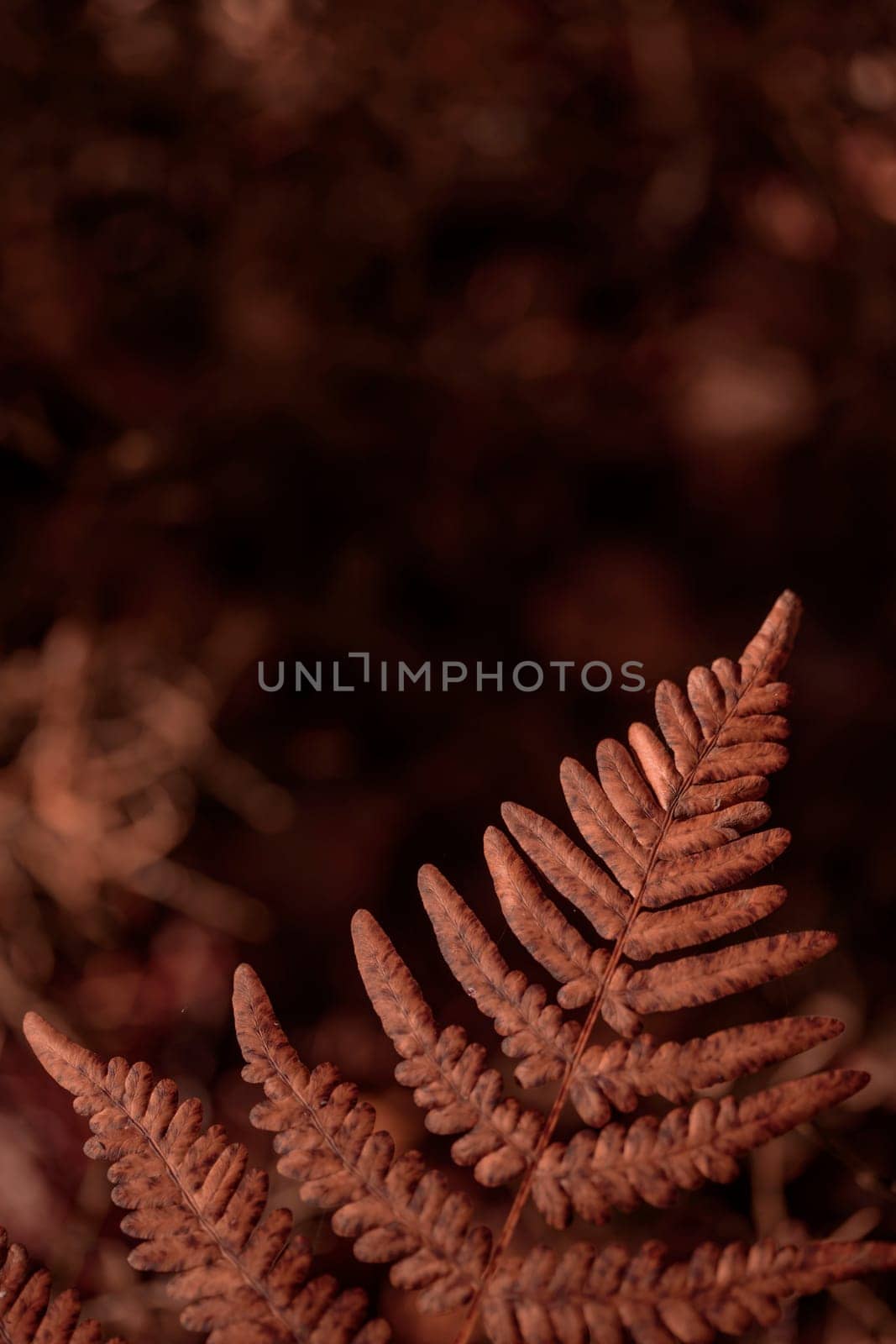 The raw textures of Finnish nature in fall - a rich autumn palette of earthy tones: ochre, brown, and muted yellow. The beauty of the Nordic forest wilderness as a serene seasonal background