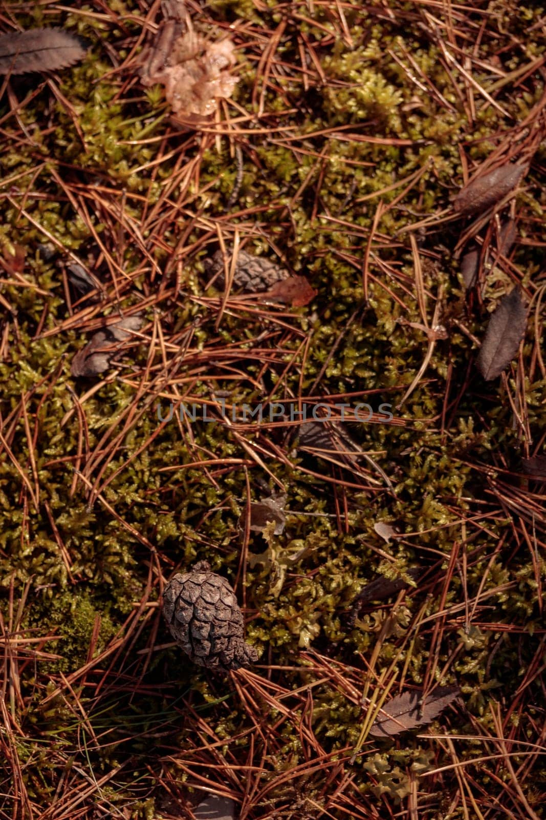 The raw textures of Finnish nature in fall - a rich autumn palette of earthy tones: ochre, brown, and muted yellow. The beauty of the Nordic forest wilderness as a serene seasonal background
