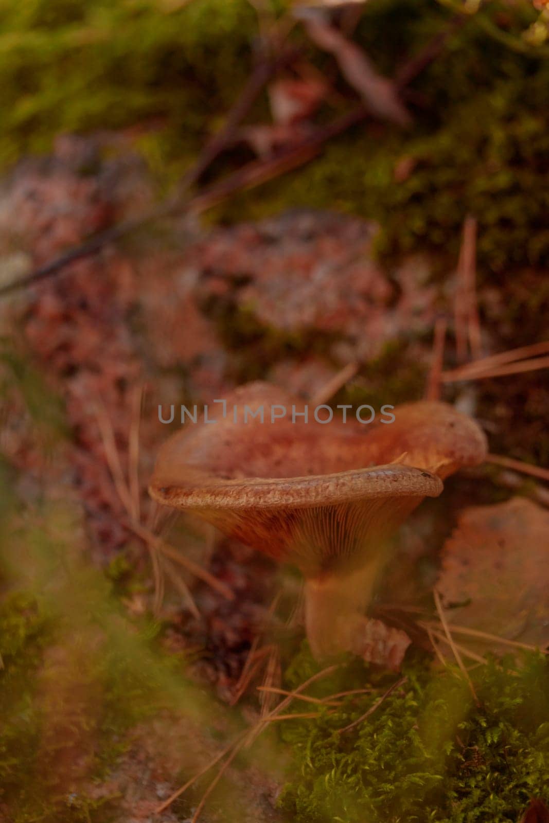 The raw textures of Finnish nature in fall - a rich autumn palette of earthy tones: ochre, brown, and muted yellow. The beauty of the Nordic forest wilderness as a serene seasonal background