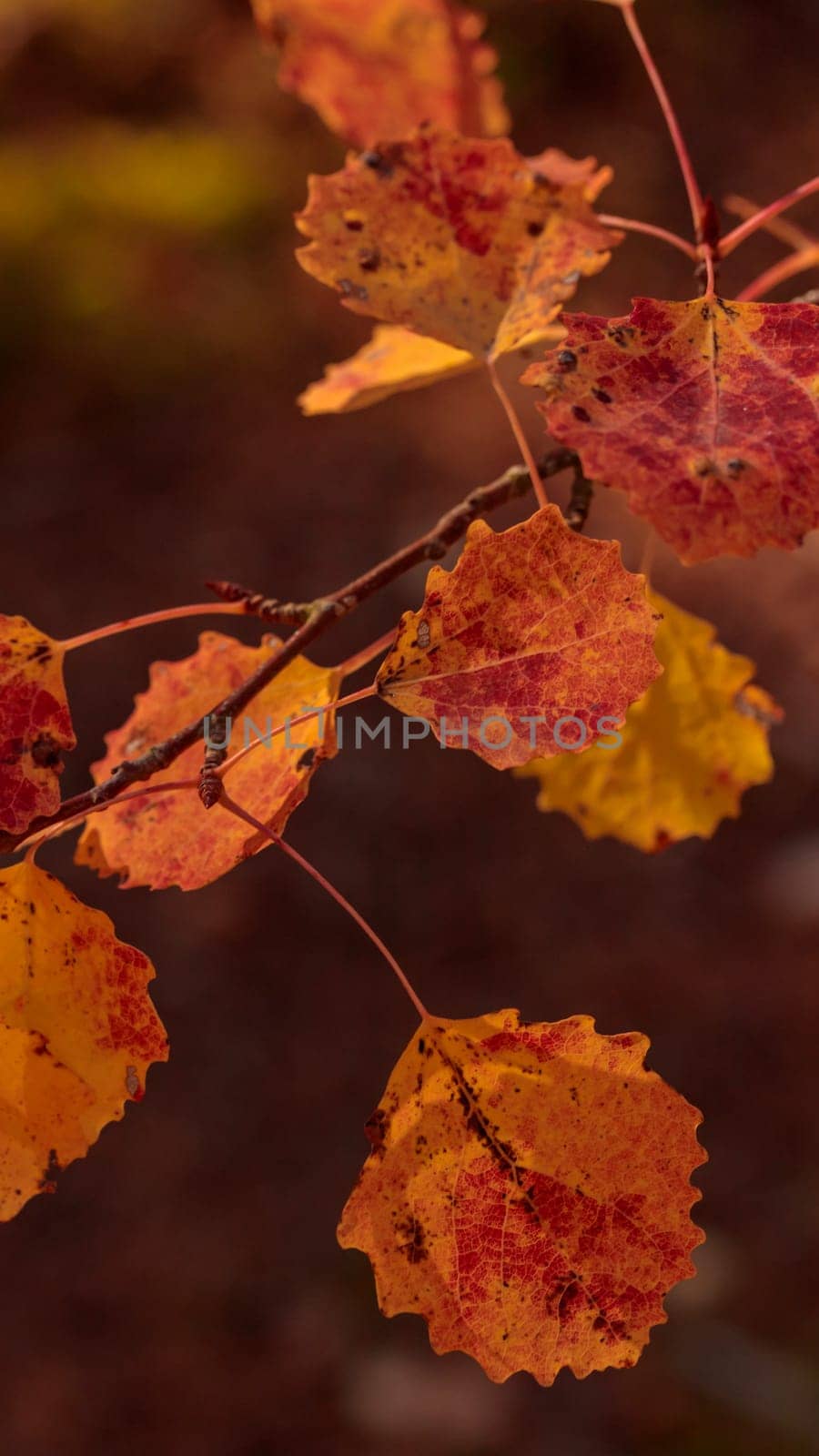 The raw textures of Finnish nature in fall - a rich autumn palette of earthy tones: ochre, brown, and muted yellow. The beauty of the Nordic forest wilderness as a serene seasonal background