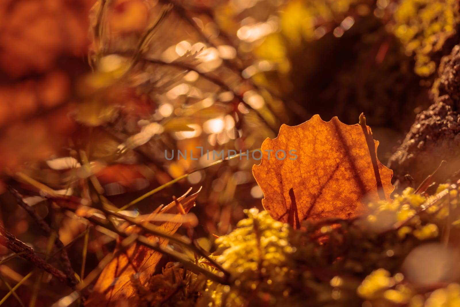 The raw textures of Finnish nature in fall - a rich autumn palette of earthy tones: ochre, brown, and muted yellow. The beauty of the Nordic forest wilderness as a serene seasonal background