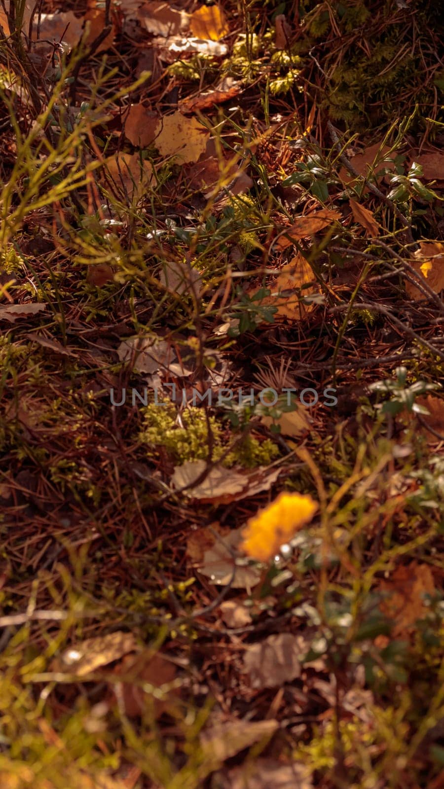 The raw textures of Finnish nature in fall - a rich autumn palette of earthy tones: ochre, brown, and muted yellow. The beauty of the Nordic forest wilderness as a serene seasonal background