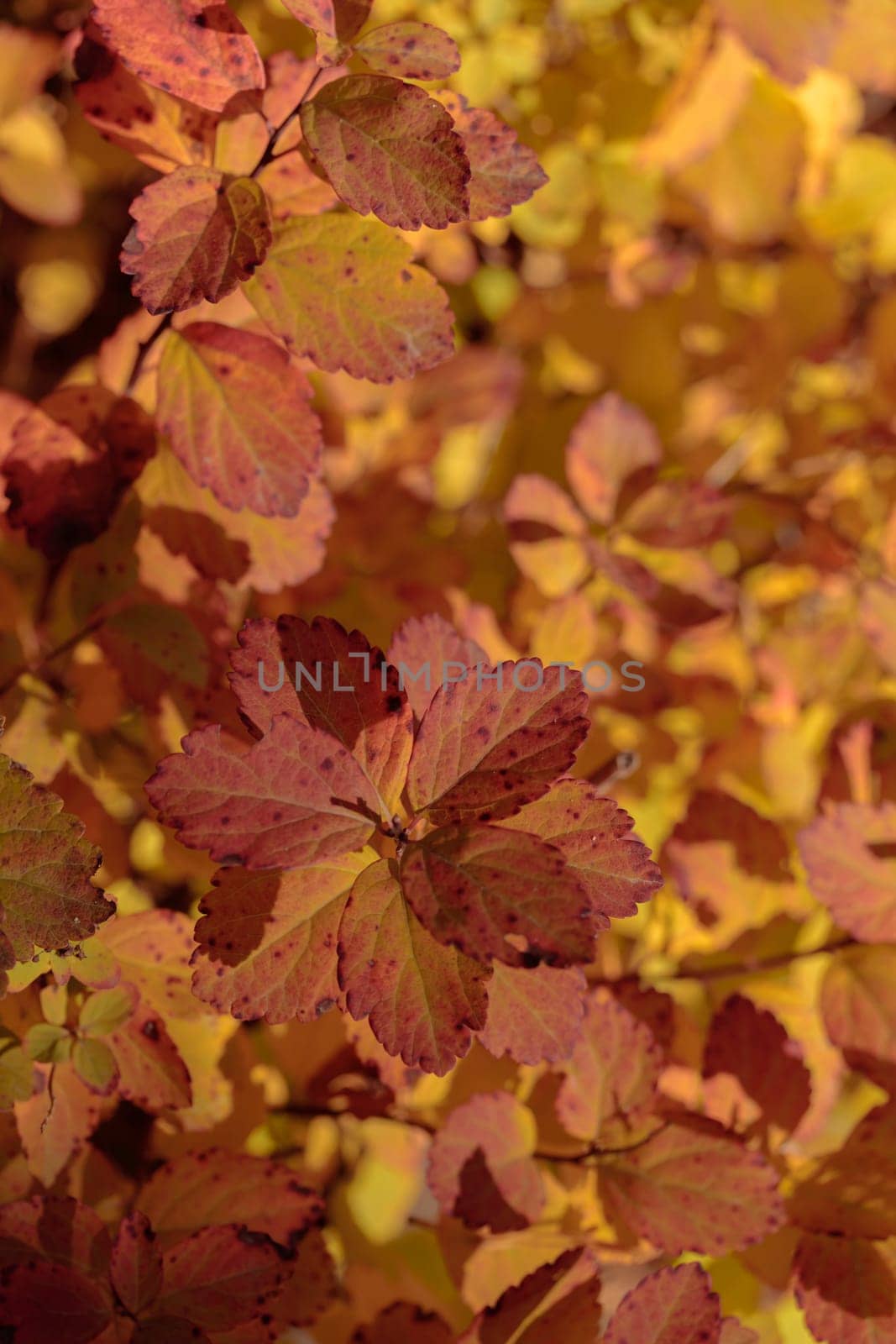 The raw textures of Finnish nature in fall - a rich autumn palette of earthy tones: ochre, brown, and muted yellow. The beauty of the Nordic forest wilderness as a serene seasonal background