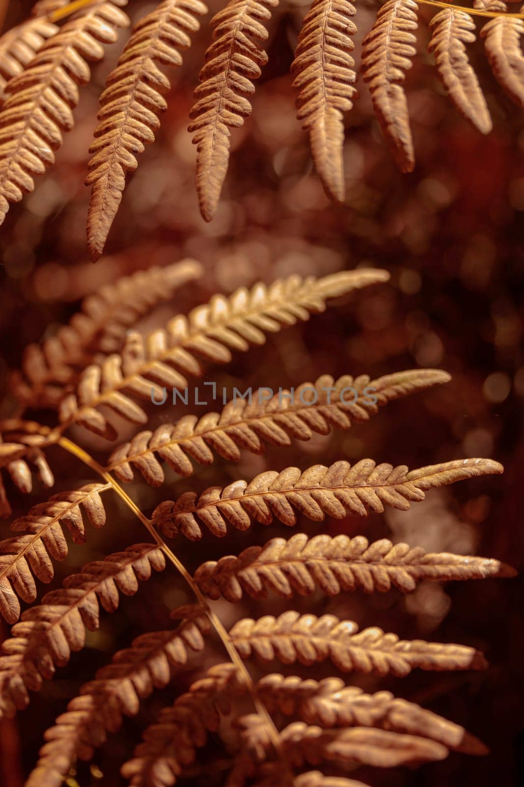 The raw textures of Finnish nature in fall - a rich autumn palette of earthy tones: ochre, brown, and muted yellow. The beauty of the Nordic forest wilderness as a serene seasonal background