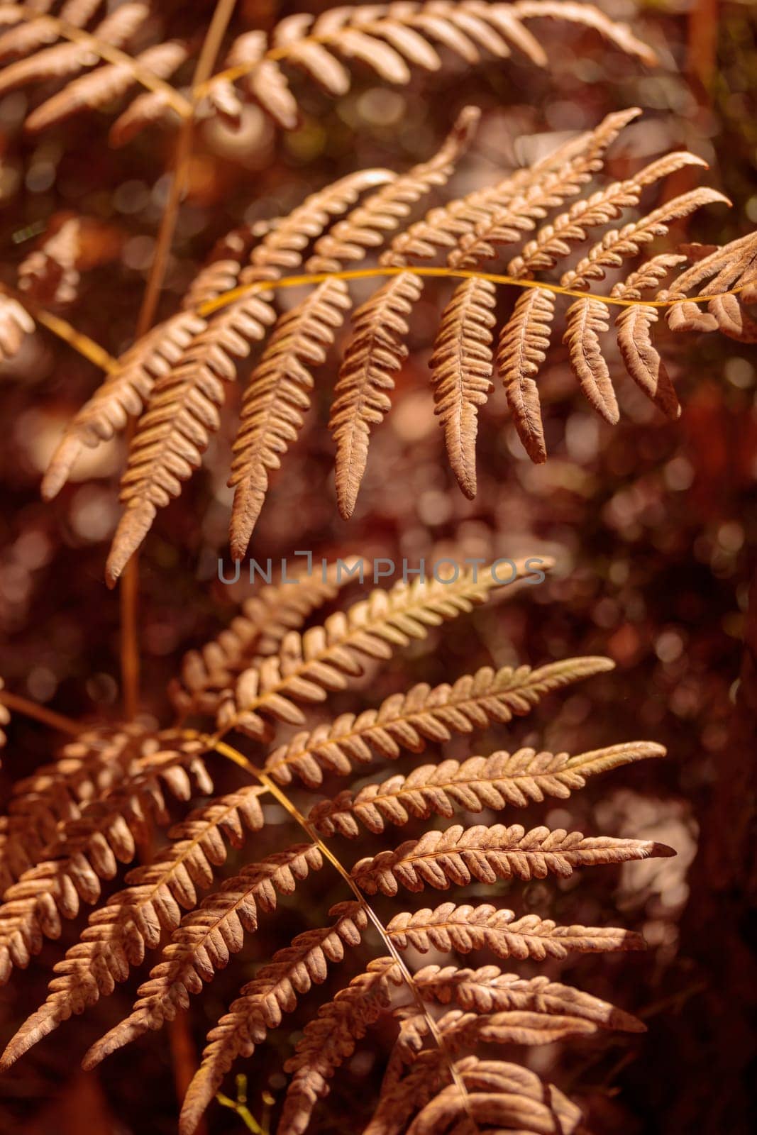 Organic patterns of plant life, raw ecological textures of Finnish nature in fall - a rich autumn palette of earthy tones. The beauty of the Nordic forest wilderness as a serene seasonal background