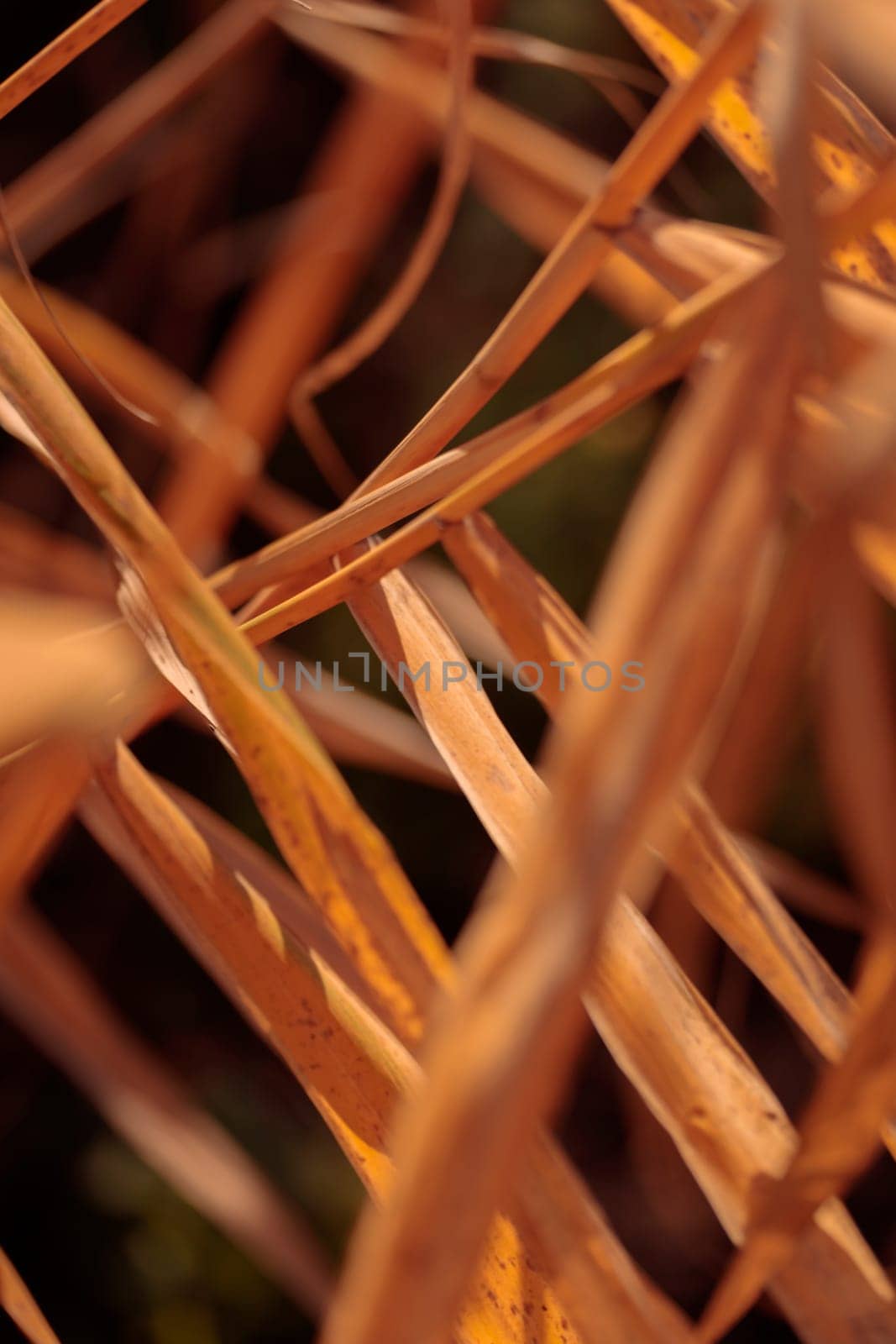 Organic patterns of plant life, raw ecological textures of Finnish nature in fall - a rich autumn palette of earthy tones. The beauty of the Nordic forest wilderness as a serene seasonal background