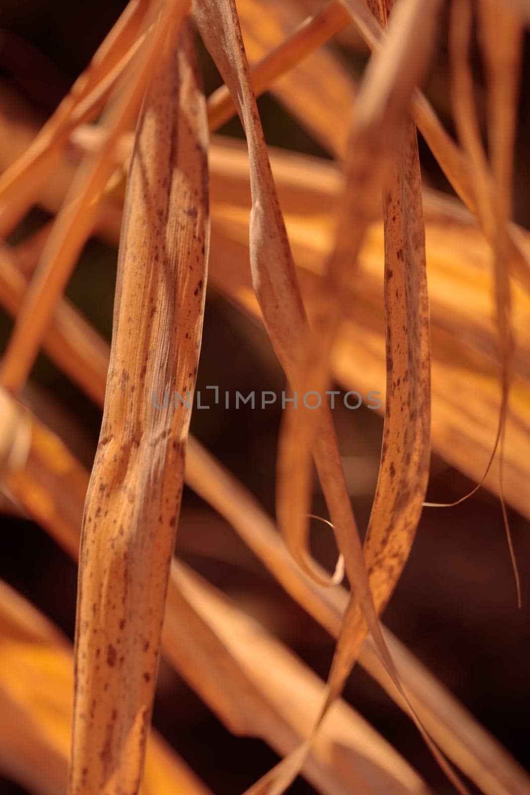 Organic patterns of plant life, raw ecological textures of Finnish nature in fall - a rich autumn palette of earthy tones. The beauty of the Nordic forest wilderness as a serene seasonal background
