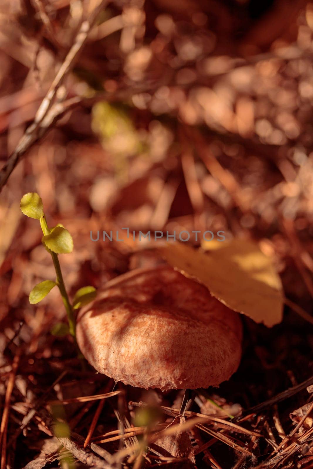 Organic patterns of plant life, raw ecological textures of Finnish nature in fall - a rich autumn palette of earthy tones. The beauty of the Nordic forest wilderness as a serene seasonal background
