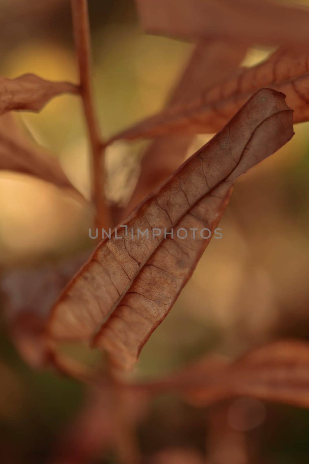 Organic patterns of plant life, raw ecological textures of Finnish nature in fall - a rich autumn palette of earthy tones. The beauty of the Nordic forest wilderness as a serene seasonal background