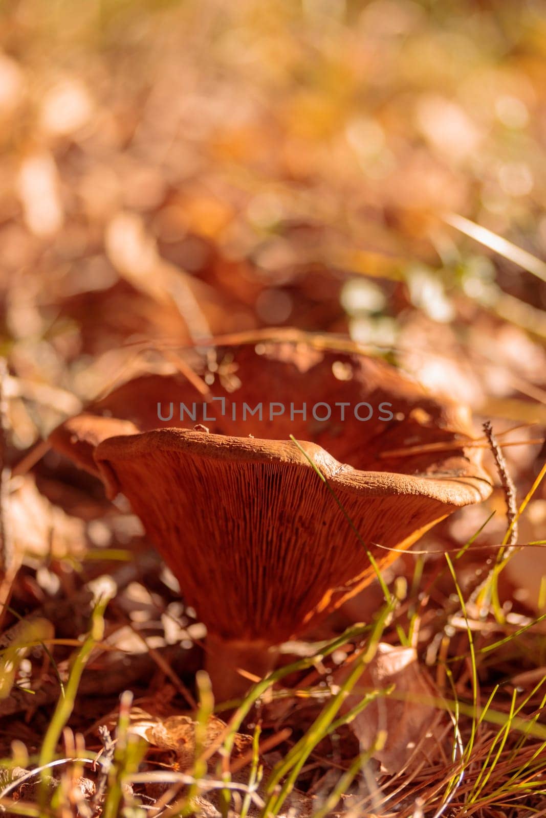 Organic patterns of plant life, raw ecological textures of Finnish nature in fall - a rich autumn palette of earthy tones. The beauty of the Nordic forest wilderness as a serene seasonal background