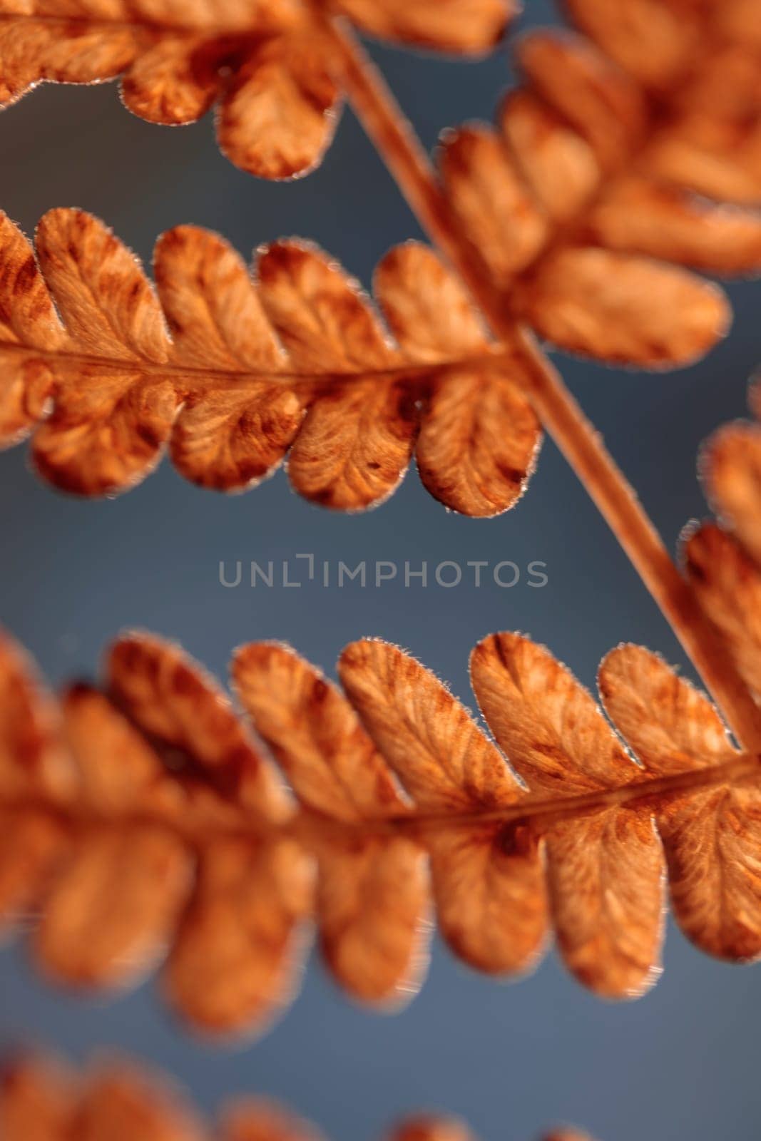 Organic patterns of plant life, raw ecological textures of Finnish nature in fall - a rich autumn palette of earthy tones. The beauty of the Nordic forest wilderness as a serene seasonal background