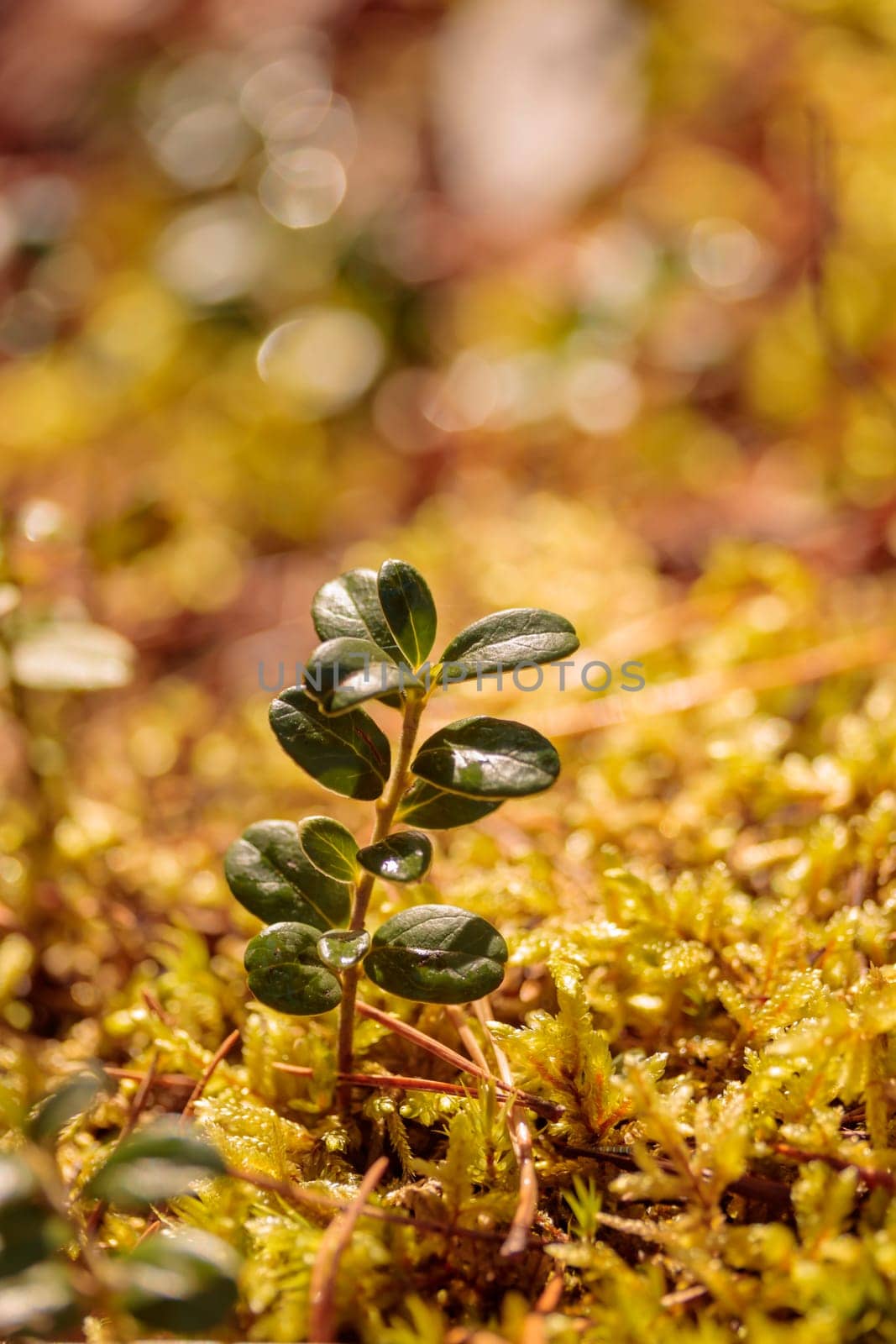 The raw textures of Finnish nature in fall - a rich autumn palette of earthy tones: ochre, brown, and muted yellow. The beauty of the Nordic forest wilderness as a serene seasonal background