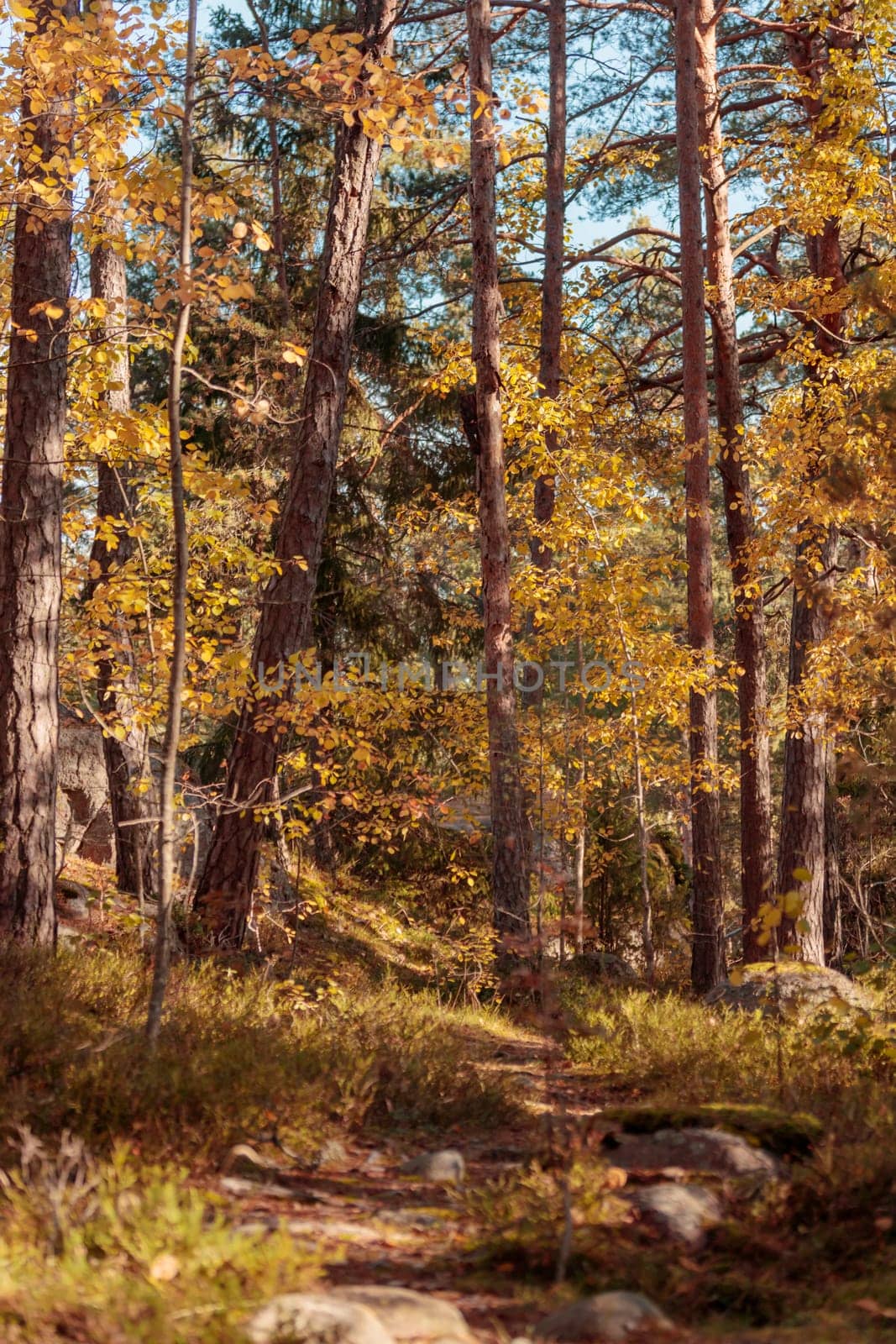 The raw textures of Finnish nature in fall - a rich autumn palette of earthy tones: ochre, brown, and muted yellow. The beauty of the Nordic forest wilderness as a serene seasonal background