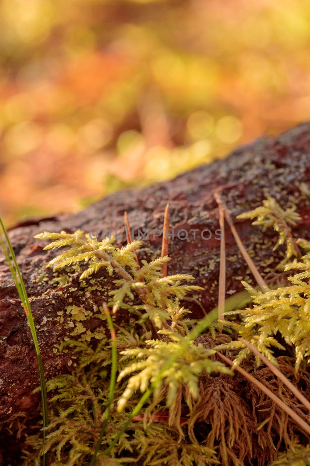 The raw textures of Finnish nature in fall - a rich autumn palette of earthy tones: ochre, brown, and muted yellow. The beauty of the Nordic forest wilderness as a serene seasonal background