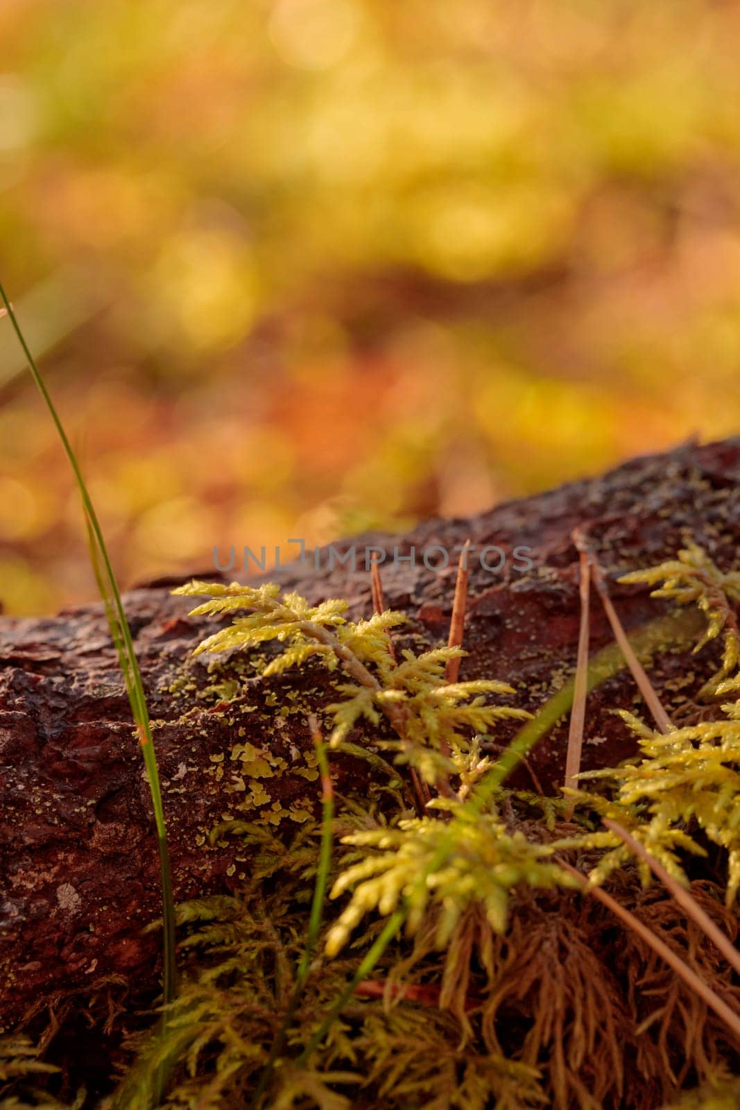 The raw textures of Finnish nature in fall - a rich autumn palette of earthy tones: ochre, brown, and muted yellow. The beauty of the Nordic forest wilderness as a serene seasonal background