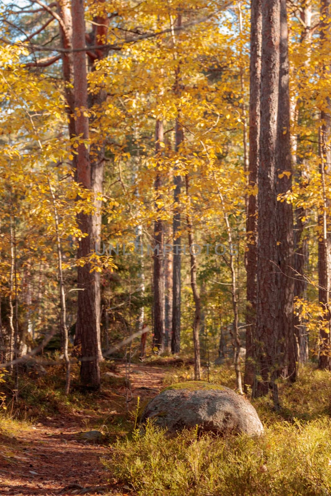A natural forest landscape evoking an eco-conscious atmosphere of Finnish nature in fall - a rich autumn palette of earthy tones. The beauty of the Nordic forest wilderness as a serene seasonal background