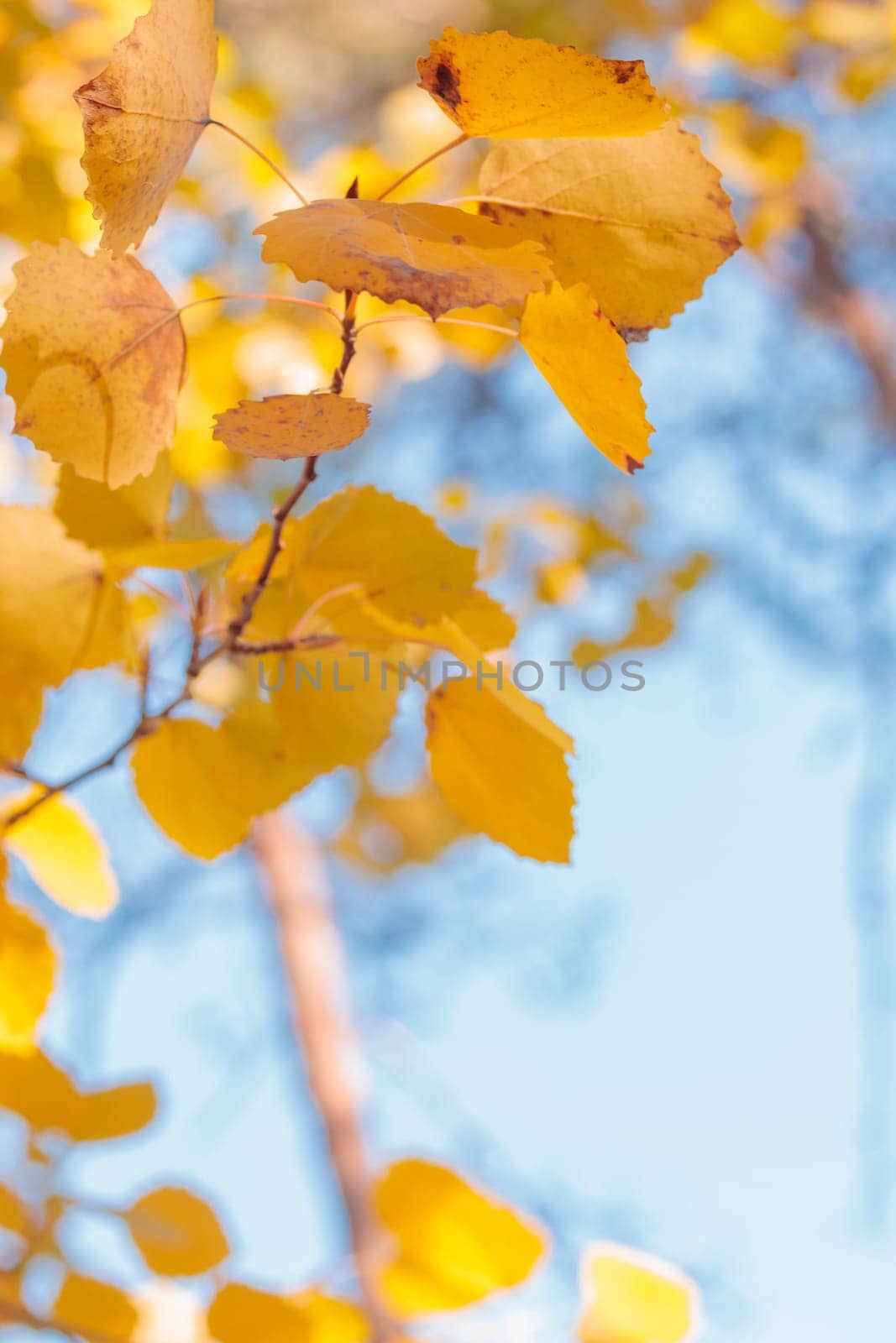 Organic patterns of plant life, raw ecological textures of Finnish nature in fall - a rich autumn palette of earthy tones. The beauty of the Nordic forest wilderness as a serene seasonal background
