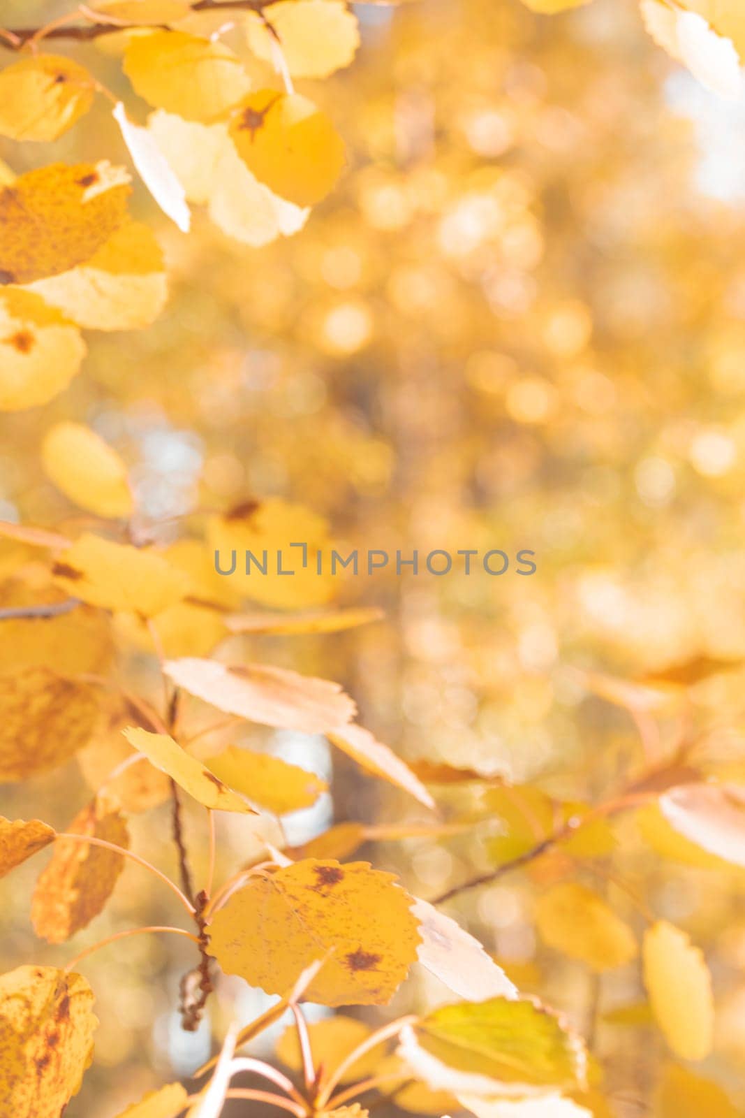Organic patterns of plant life, raw ecological textures of Finnish nature in fall - a rich autumn palette of earthy tones. The beauty of the Nordic forest wilderness as a serene seasonal background