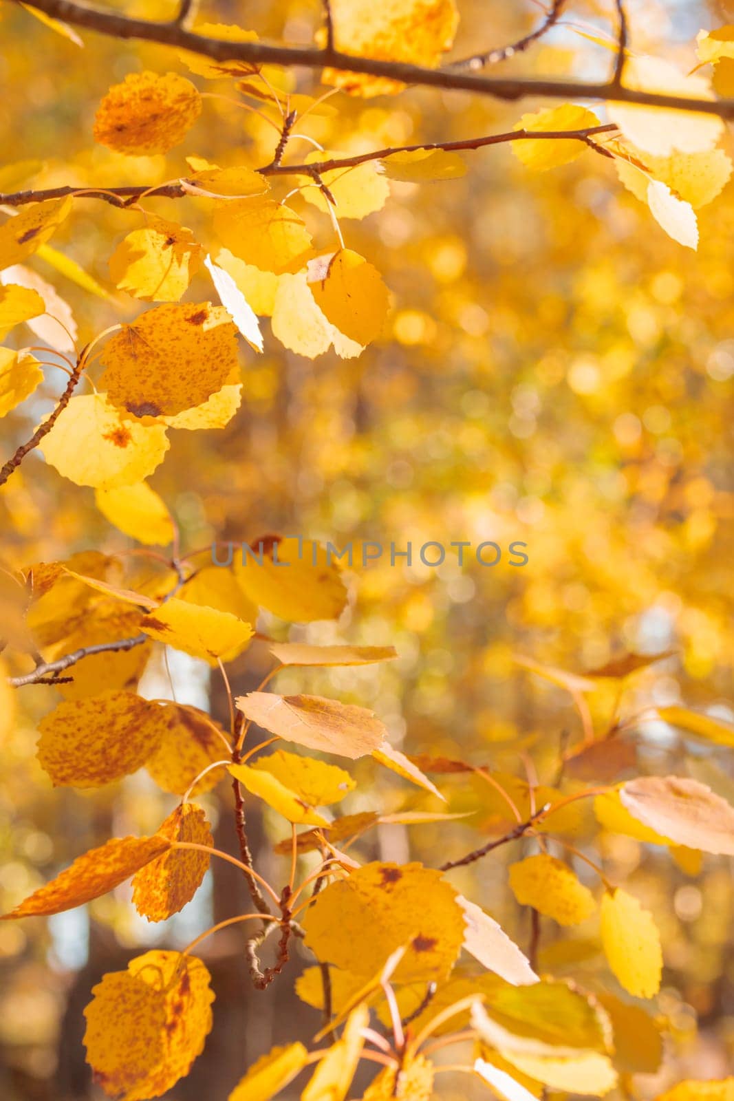 Organic patterns of plant life, raw ecological textures of Finnish nature in fall - a rich autumn palette of earthy tones. The beauty of the Nordic forest wilderness as a serene seasonal background