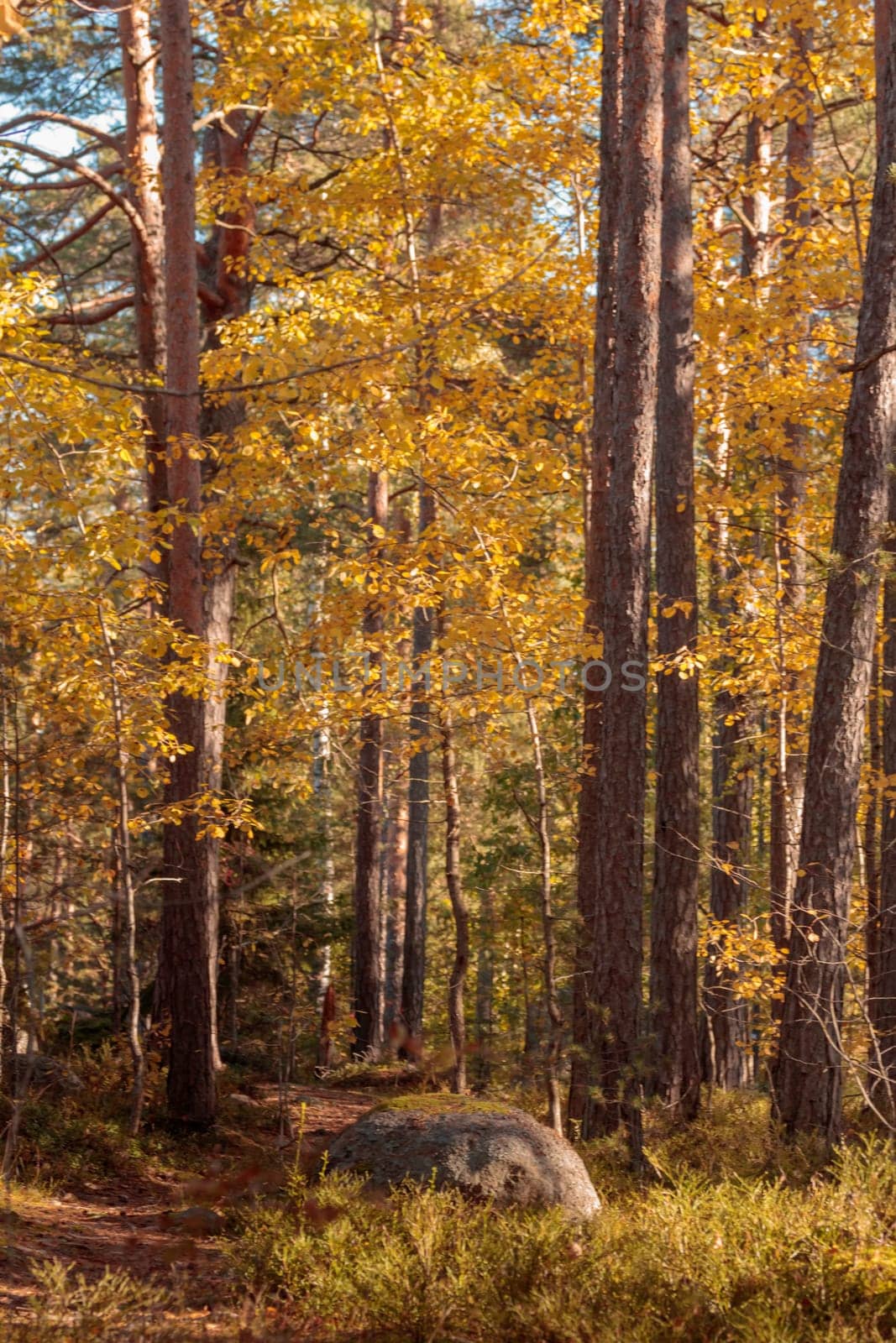 A natural forest landscape evoking an eco-conscious atmosphere of Finnish nature in fall - a rich autumn palette of earthy tones. The beauty of the Nordic forest wilderness as a serene seasonal background