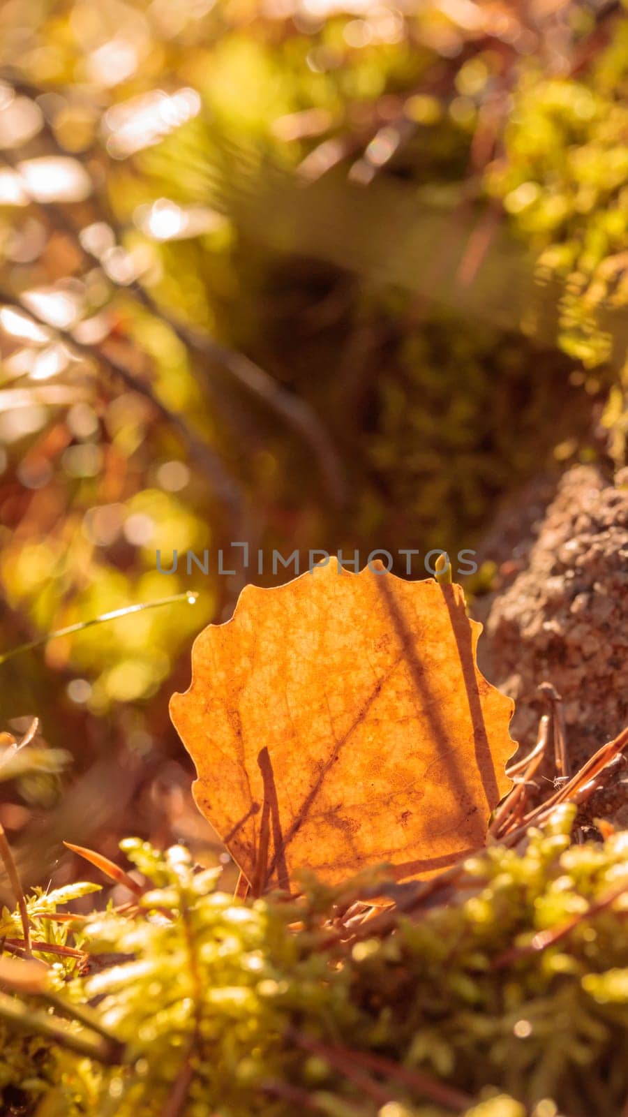 Organic patterns of plant life, raw ecological textures of Finnish nature in fall - a rich autumn palette of earthy tones. The beauty of the Nordic forest wilderness as a serene seasonal background