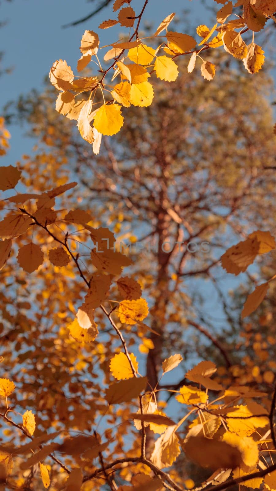 Organic patterns of plant life, raw ecological textures of Finnish nature in fall - a rich autumn palette of earthy tones. The beauty of the Nordic forest wilderness as a serene seasonal background