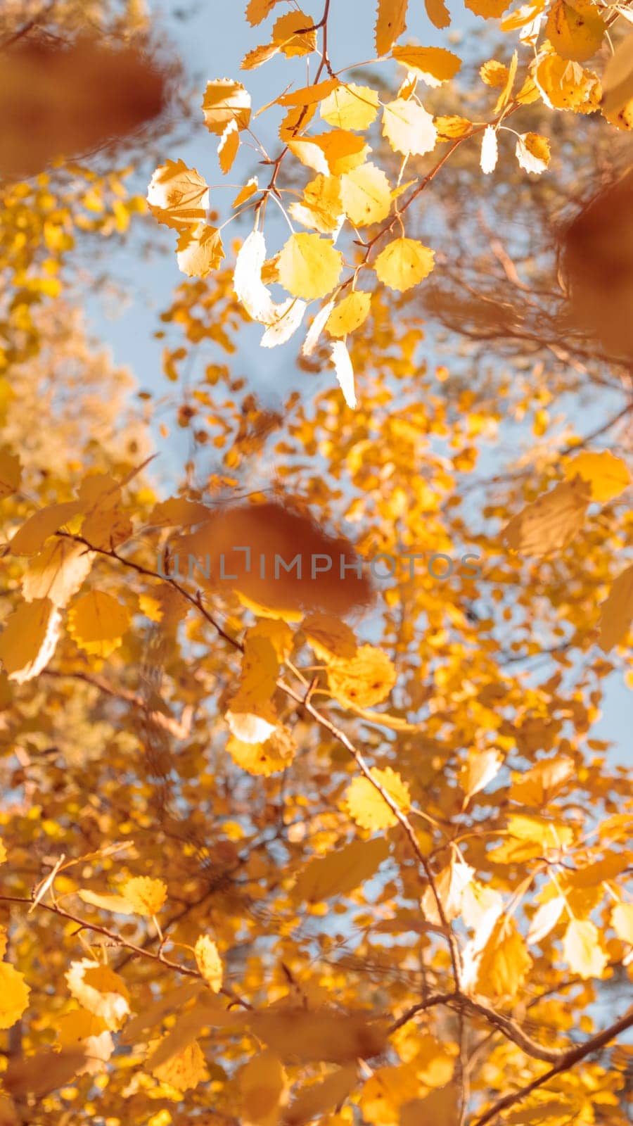 Organic patterns of plant life, raw ecological textures of Finnish nature in fall - a rich autumn palette of earthy tones. The beauty of the Nordic forest wilderness as a serene seasonal background