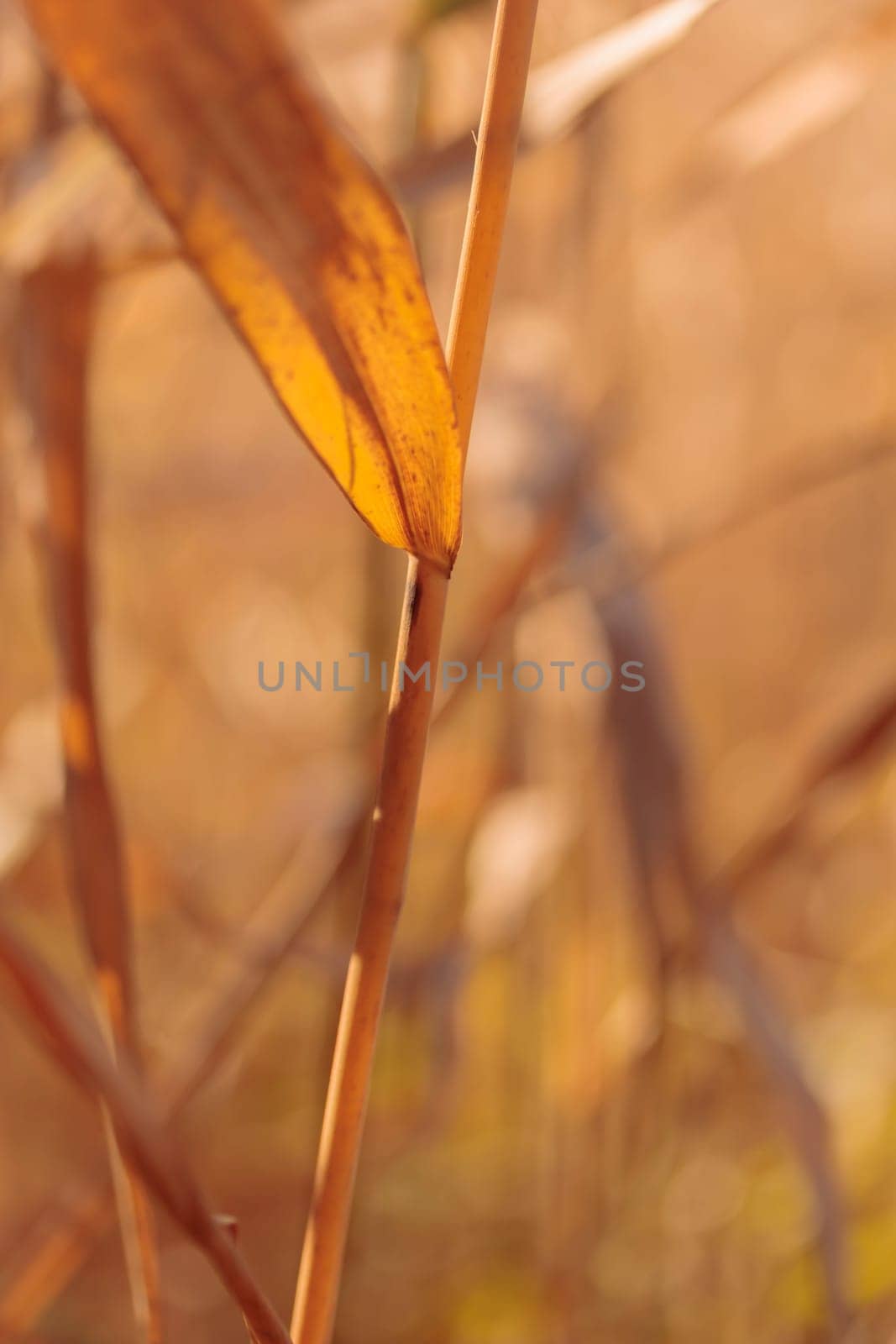 Organic patterns of plant life, raw ecological textures of Finnish nature in fall - a rich autumn palette of earthy tones. The beauty of the Nordic forest wilderness as a serene seasonal background