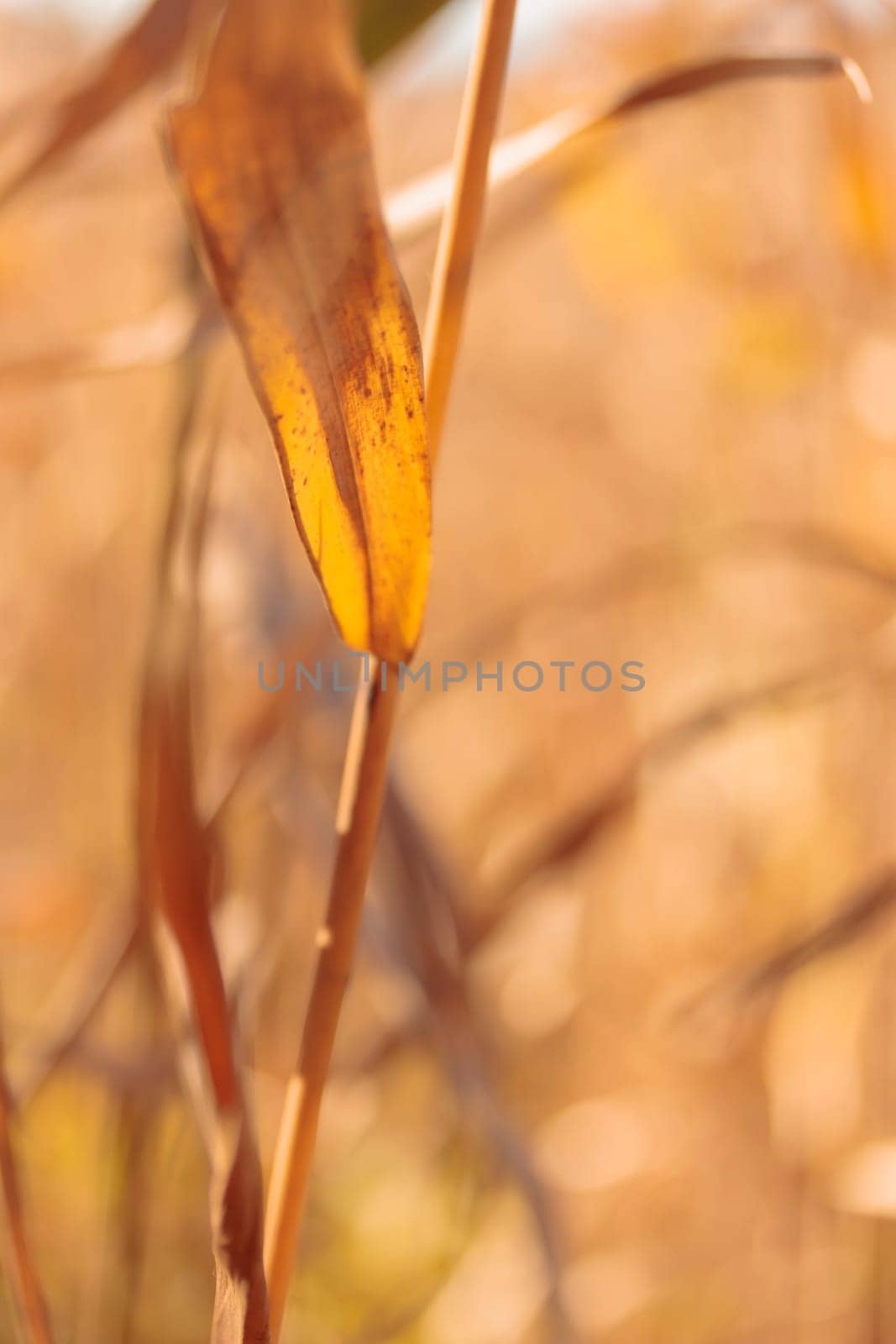Organic patterns of plant life, raw ecological textures of Finnish nature in fall - a rich autumn palette of earthy tones. The beauty of the Nordic forest wilderness as a serene seasonal background