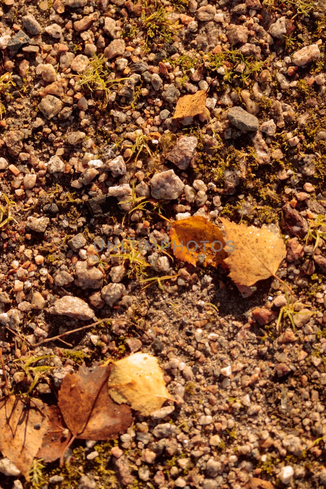 The raw textures of Finnish nature in fall - a rich autumn palette of earthy tones: ochre, brown, and muted yellow. The beauty of the Nordic forest wilderness as a serene seasonal background