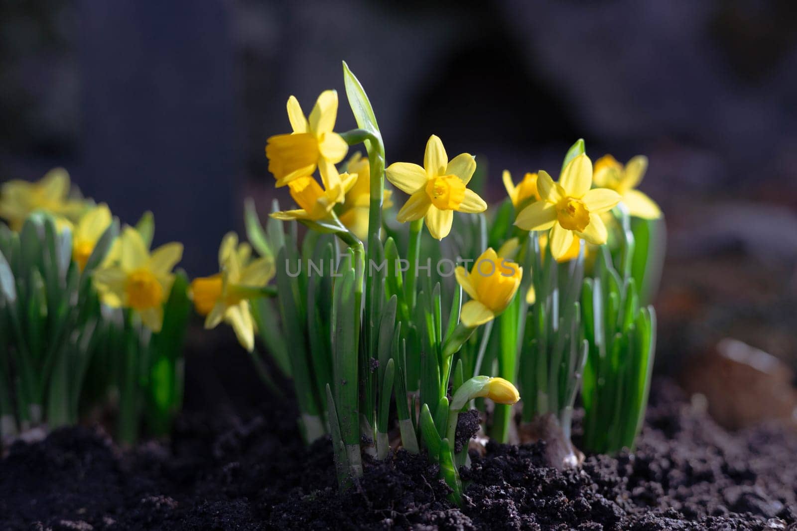 A vibrant cluster of yellow daffodils bloom gracefully under soft sunlight. The bright yellow petals contrast beautifully with the blurred natural background, creating a cheerful and springtime atmosphere