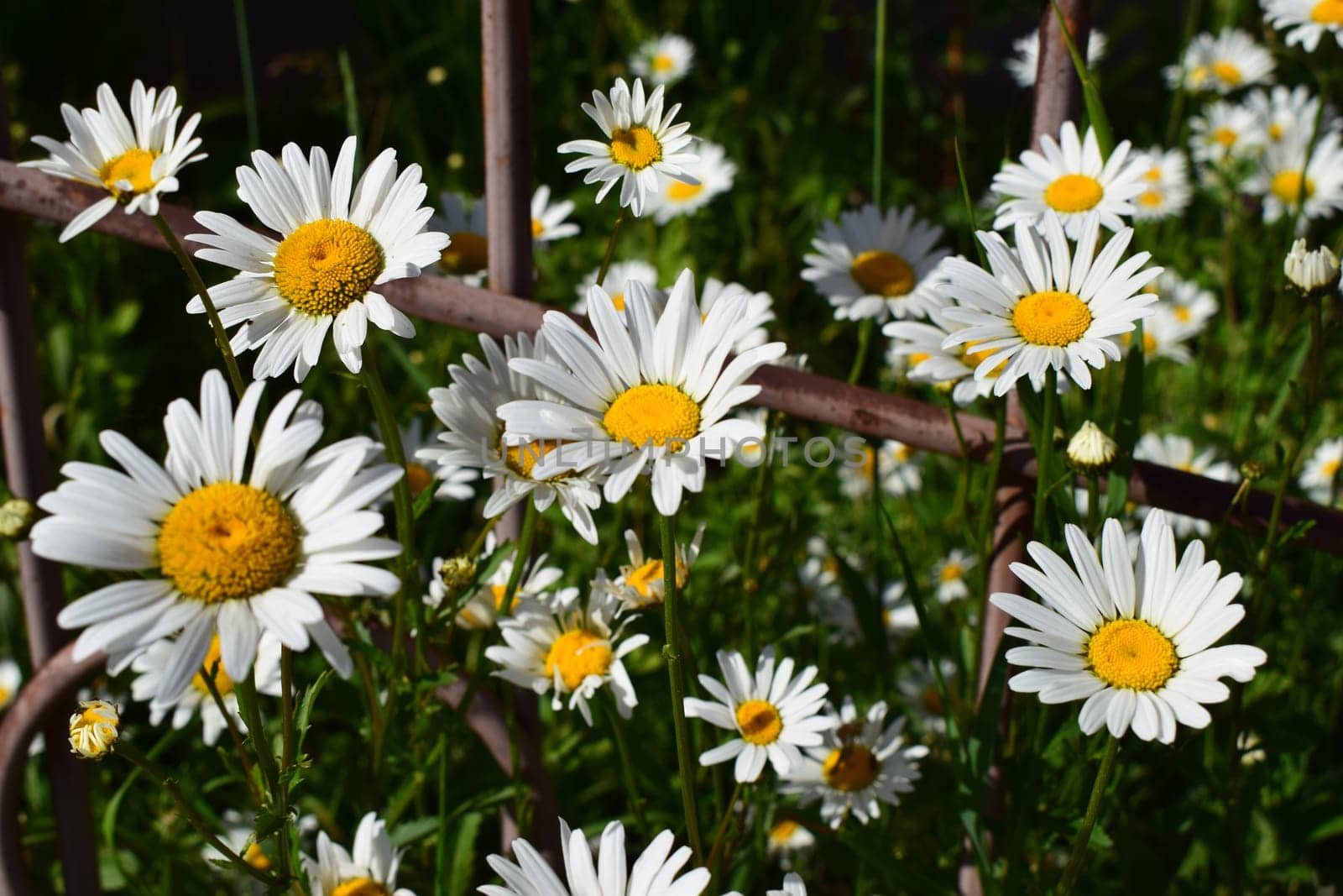 A group of white daisies with yellow centers on a background of green grass. Between the flowers are some fern leaves. The daisies are naturally distributed, forming a small group in an outdoor setting. The scene conveys a sense of freshness and tranquility. Tranquil Group of White Daisies