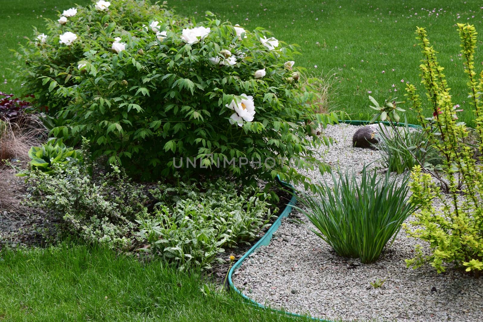 A well-maintained garden featuring lush green grass, a variety of plants, and shrubs. Prominent features include a bush with white flowers and several plants with diverse foliage textures. The garden is bordered by a neatly arranged layer of gravel, adding contrast to the greenery