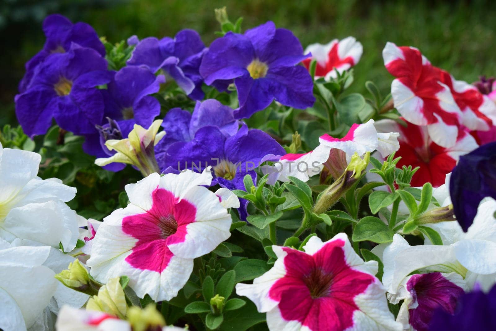 A flower bed filled with various colors of petunias. The flowers are in full bloom, displaying shades of white, red, pink, purple, lilac. The greenery of the leaves contrasts with the bright colors