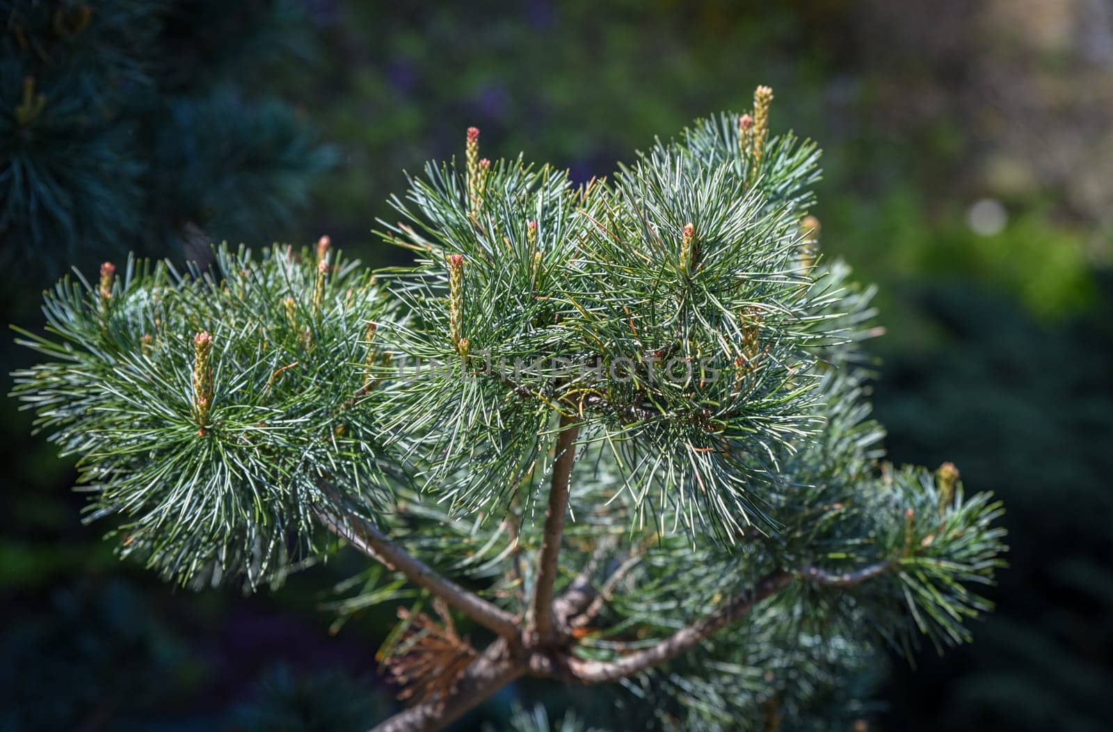 Close-up of Pinus parviflora Negishi branch with dense bluish needles. Elegant dwarf pine ideal for garden design, bonsai, or natural texture background.