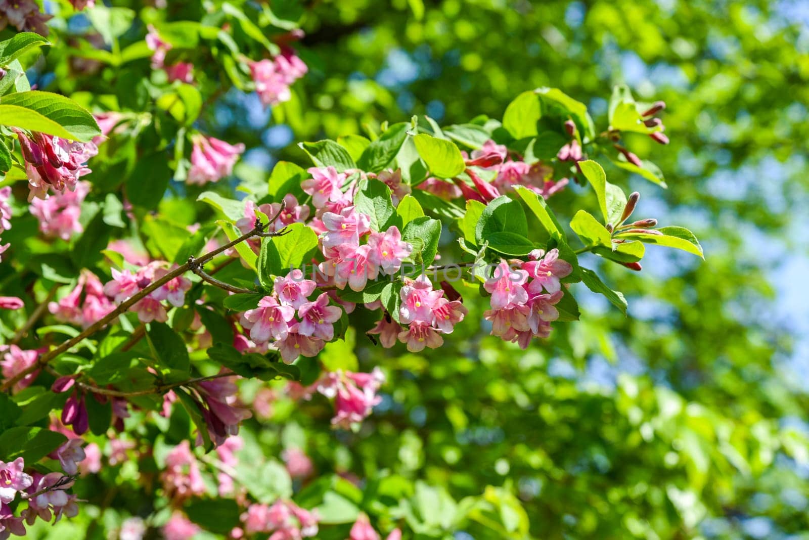 Close view of pink Weigela florida branch full of blossoms, captured in natural light without sky, showing floral texture and seasonal garden beauty.