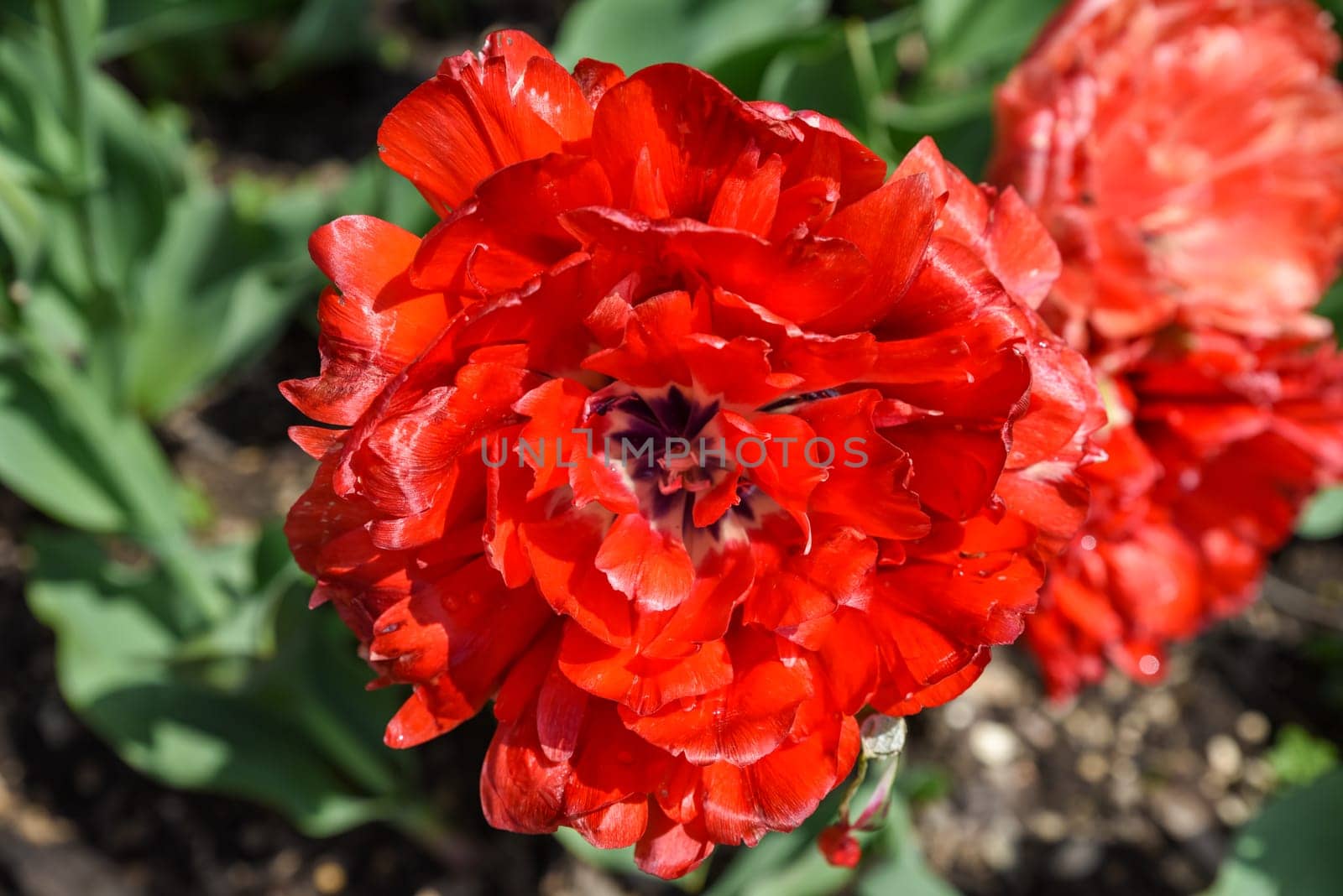 Top view of a fully open Bombastic Red tulip with rich red petals forming a peony-like shape, glowing in the spring sunlight.