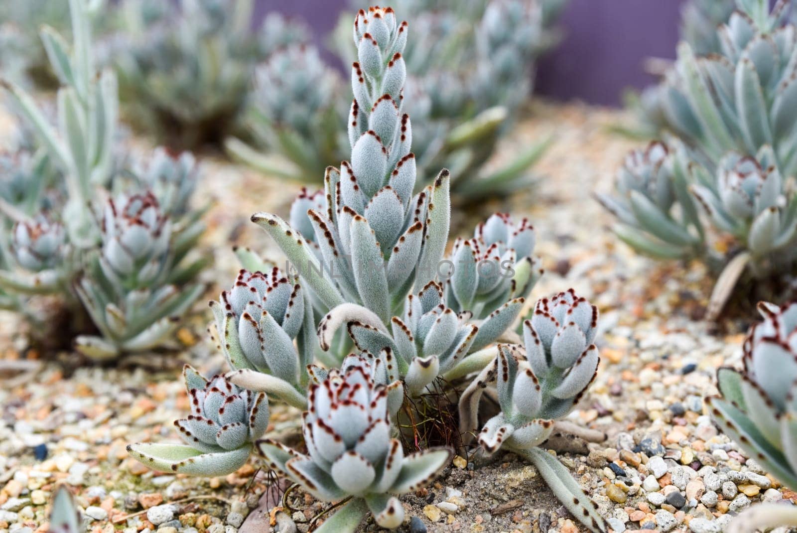 Closeup of Kalanchoe tomentosa succulent, also known as panda plant, growing in sandy soil. Soft fuzzy leaves with brown edges.