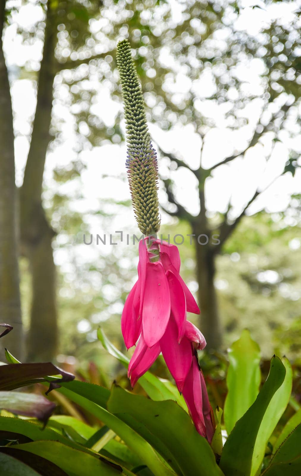 Bright pink bracts and tall inflorescence of Vriesea imperialis (imperial bromeliad) rising from green rosette leaves in a tropical garden