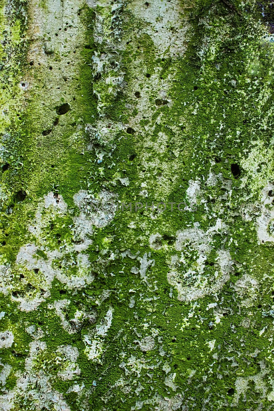 Background of a gray concrete wall covered with green mold and moss from dampness. High quality photo