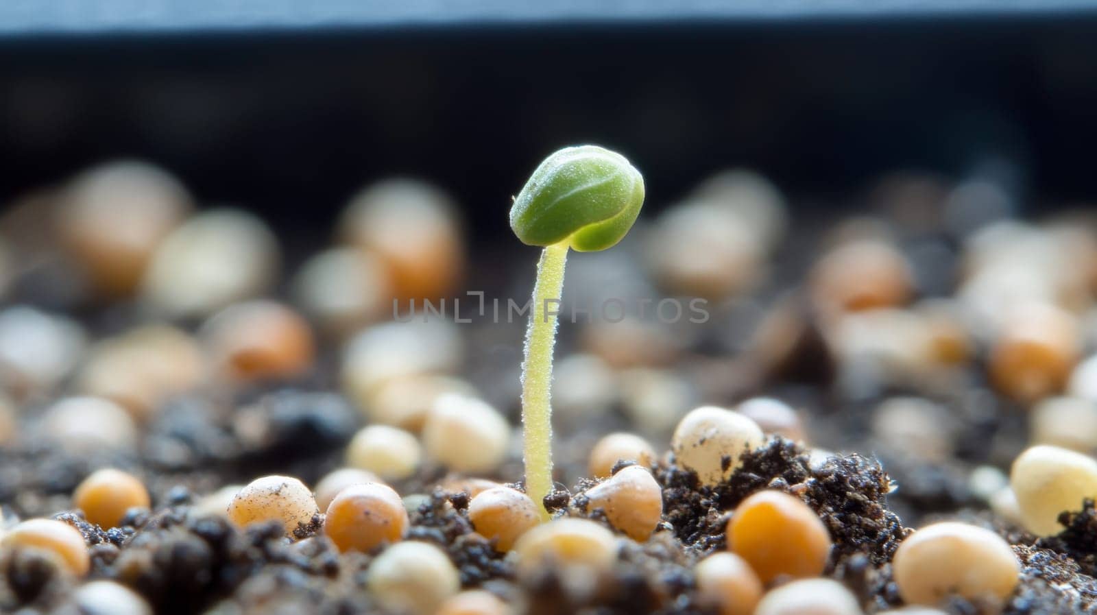 Young sprout growing in the soil cad. selective focus. Generative AI, nature