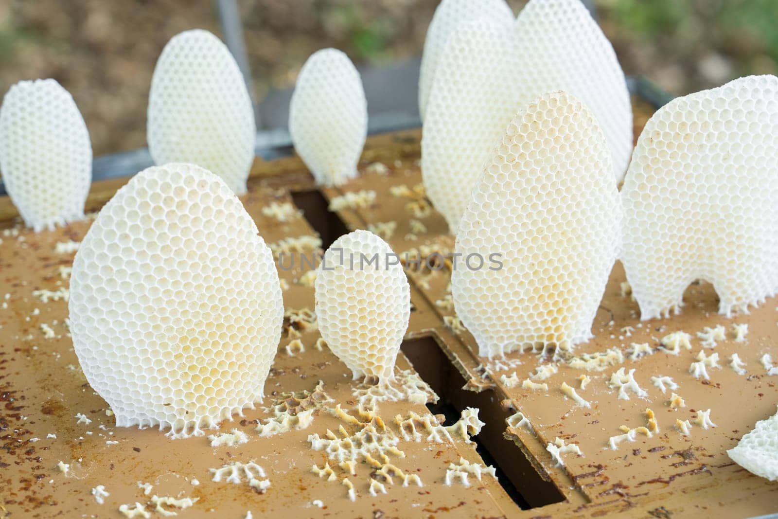 Beekeeping, wax honey honeycomb apiculture beekeeping
