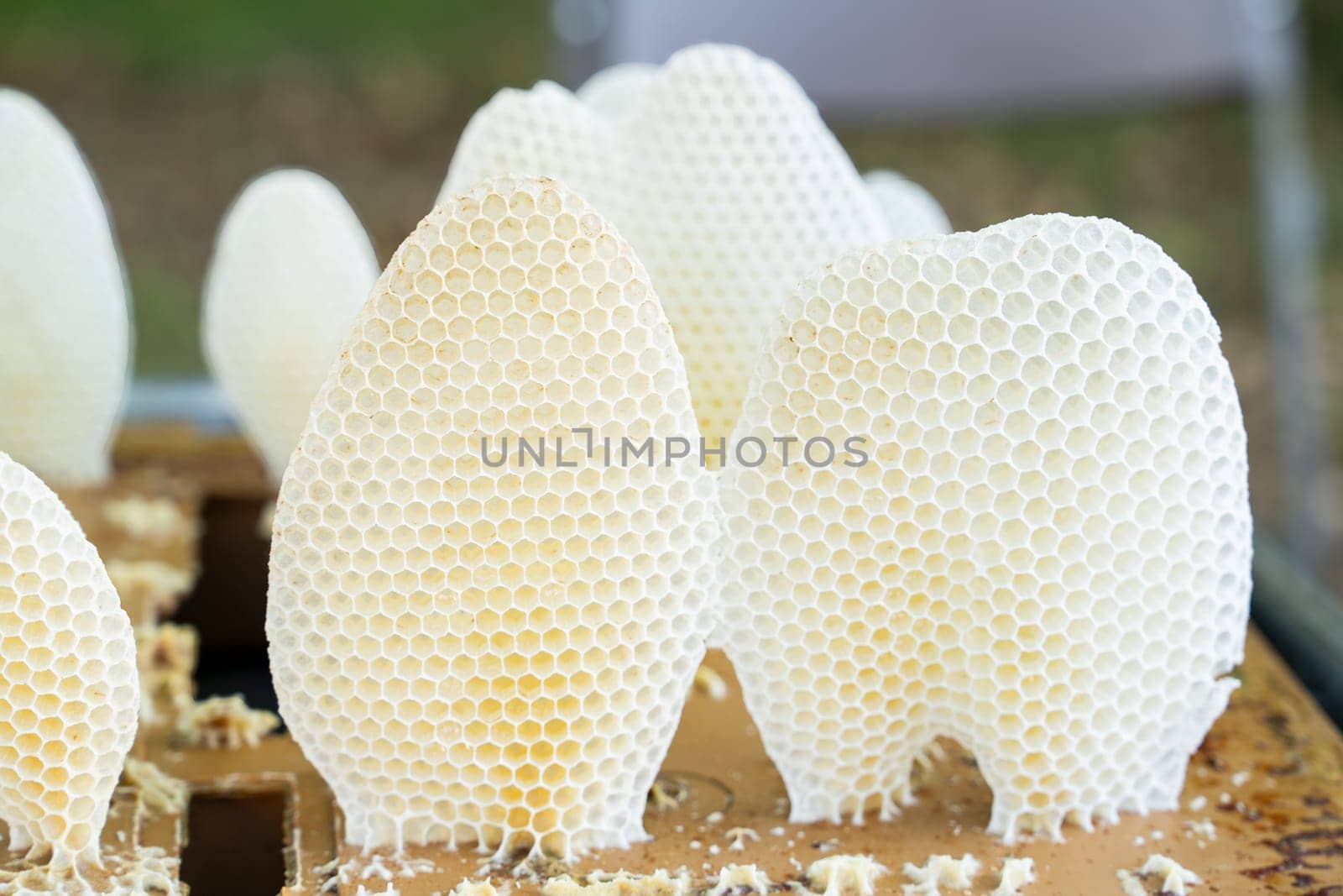 Beekeeping, wax honey honeycomb apiculture beekeeping