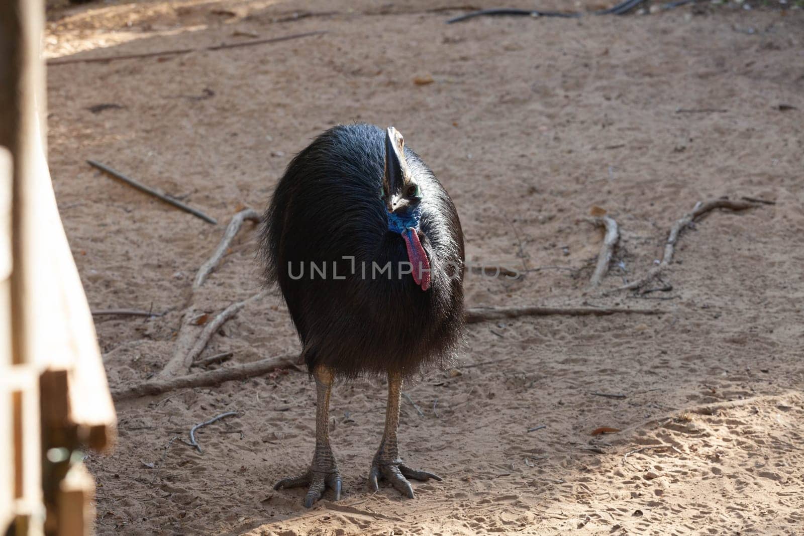 A large cassowary bird walks across the savannah. High quality photo