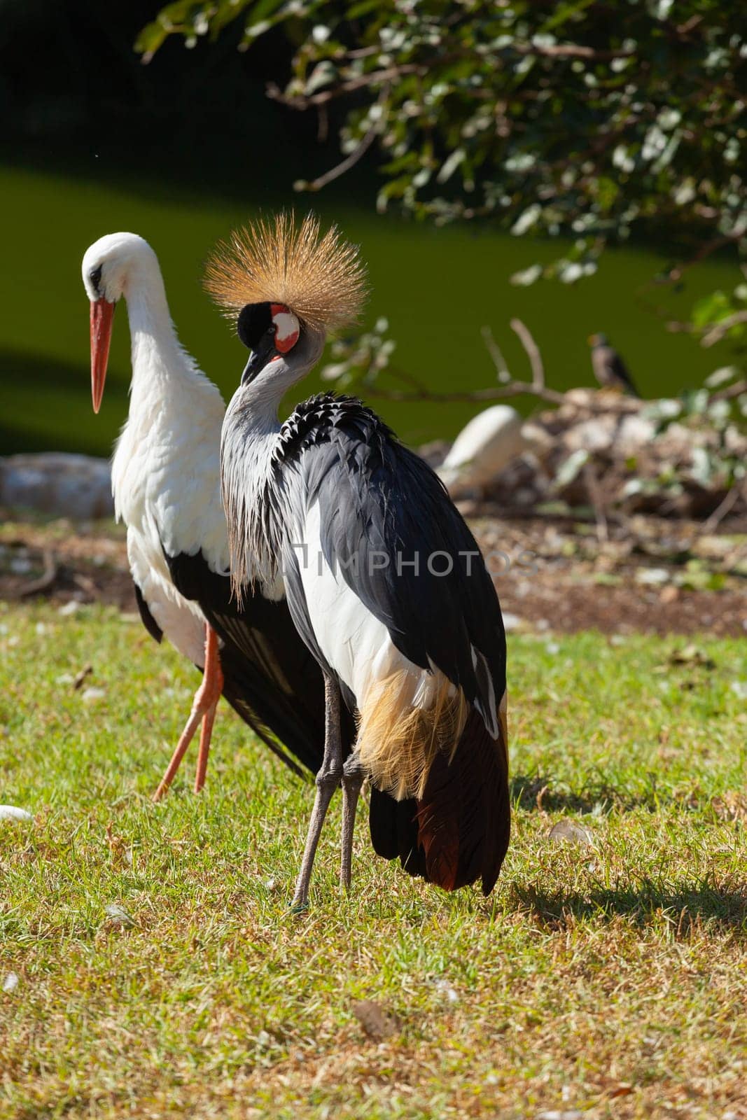 Crowned Crane against the background of a common stork. HD