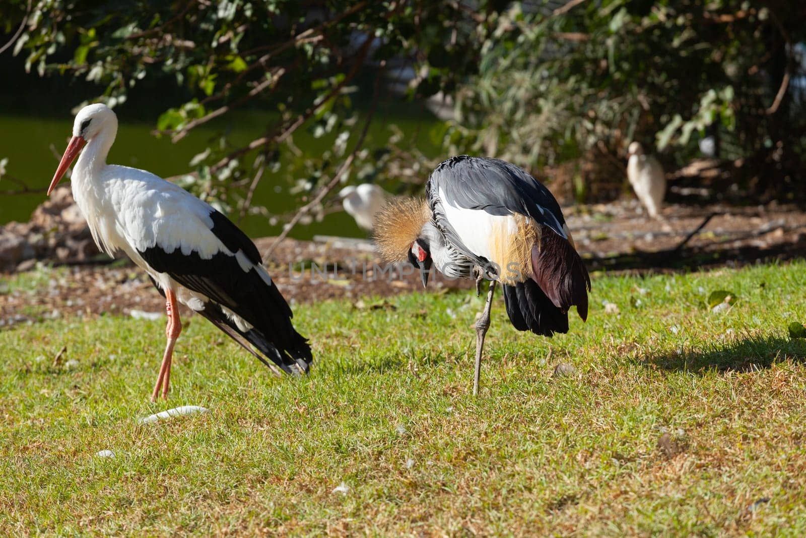 Crowned Crane against the background of a common stork. HD