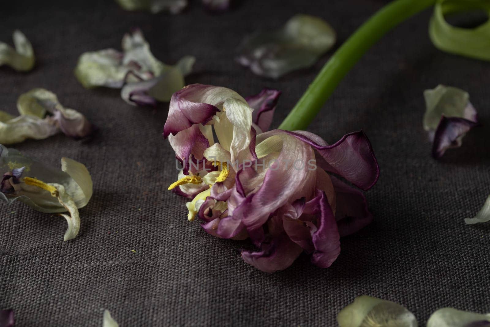 A lonely wilted parrot tulip flower on the dark background. Symbol of death, mourning, and the memory of a beloved who has passed, sense of loss and transience