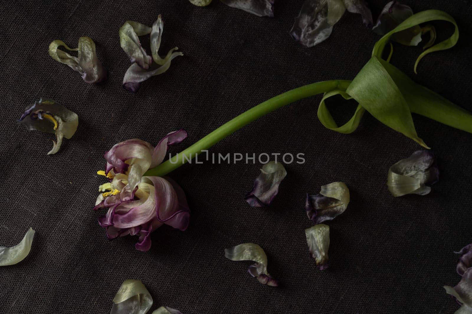 A lonely wilted parrot tulip flower on the dark background. Symbol of death, mourning, and the memory of a beloved who has passed, sense of loss and transience