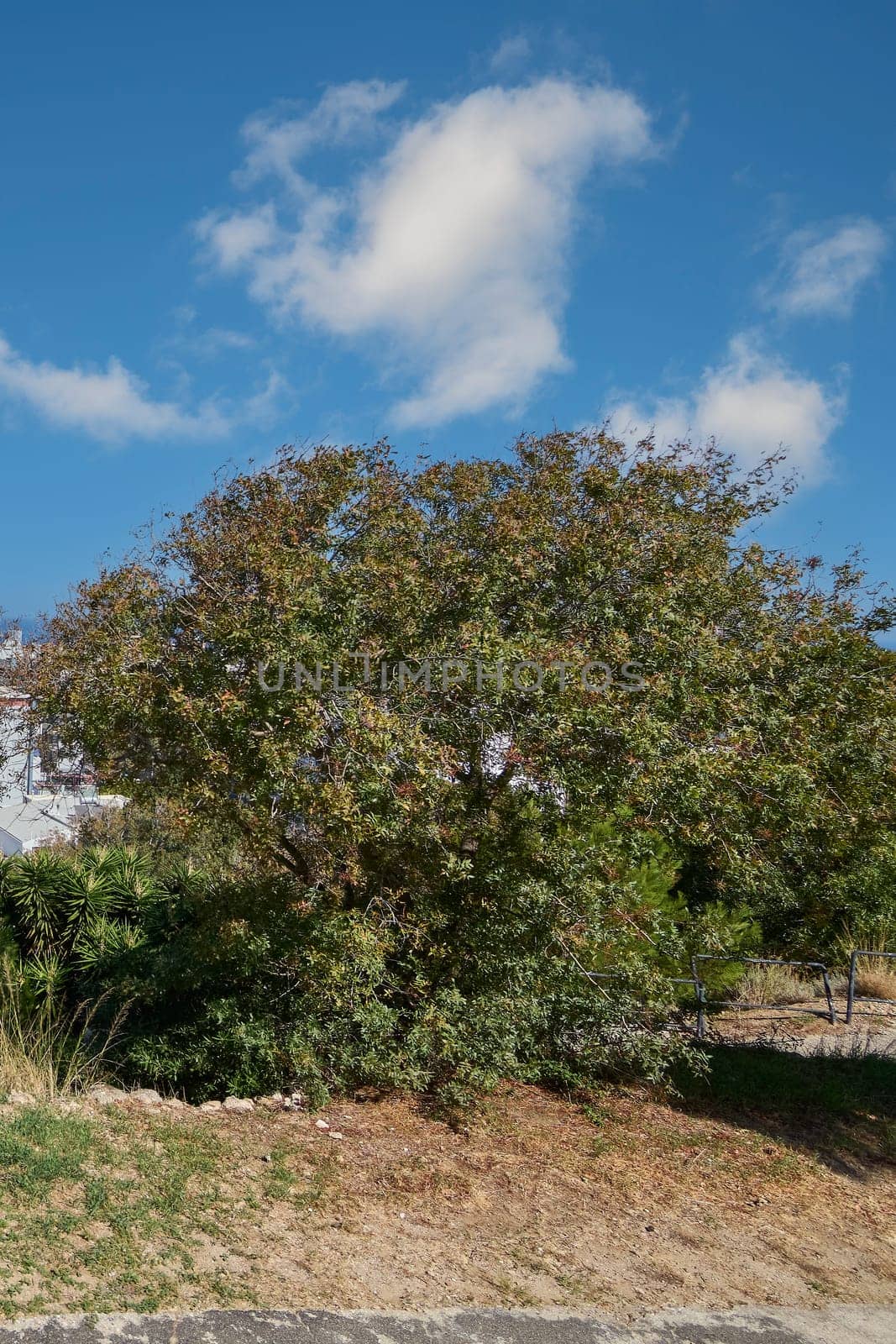 Majestic atlantic pistache tree in a sun-drenched Mediterranean landscape, showcasing its dense foliage against a clear blue sky and clouds.